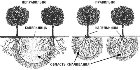 Неправильное и правильное расположение капельниц для полива